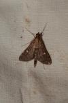 Dolicharthria punctalis