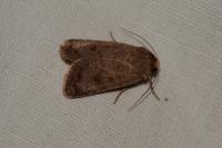Hoplodrina octogenaria/blanda