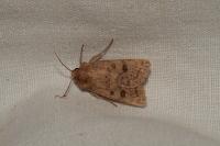 Hoplodrina octogenaria/blanda