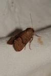 Hoplodrina octogenaria/blanda