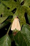 Mythimna pallens