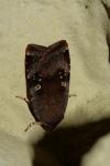 Noctua janthina
