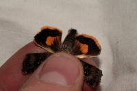 Noctua janthina