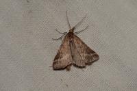 Synaphe punctalis
