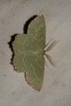 Thalera fimbrialis