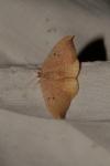 Watsonalla binaria