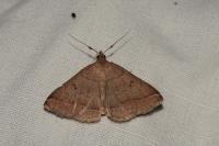 Zanclognatha lunalis