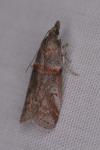 Acrobasis obliqua