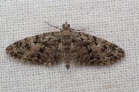 Eupithecia dodoneata