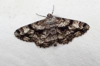 Peribatodes umbraria umbraria
