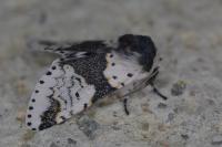 Furcula bicuspis