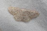 Scopula marginepunctata