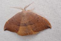 Watsonalla uncinula