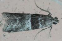 Elegia similella/atrifasciella
