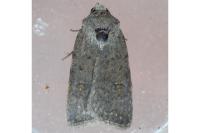 Caradrina flavirena/noctivaga