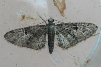 Eupithecia