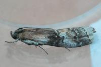 Rhodophaea formosa