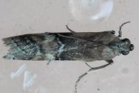 Rhodophaea formosa