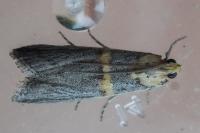 Oxybia transversella