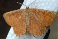 Angerona prunaria
