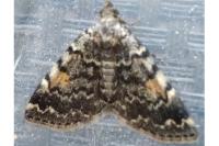 Idia calvaria