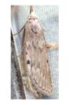 Aphomia sociella