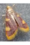 Hypsopygia costalis