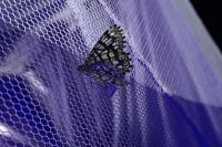 Chiasmia clathrata