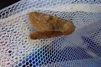 Orthosia incerta
