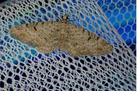 Eupithecia distinctaria