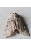 Calliteara pudibunda