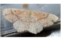 Cyclophora porata