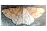Cyclophora porata