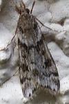 Eudonia angustea