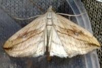 Evergestis forficalis