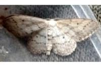 Idaea seriata