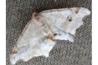 Macaria alternata
