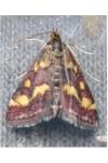 Pyrausta purpuralis