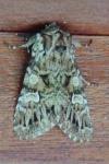 Pachetra sagittigera