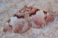 Anticlea derivata