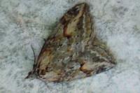 Chesias rufata rufata