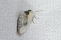 Cilix glaucata
