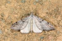 Aplocera plagiata