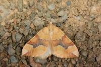 Cidaria fulvata