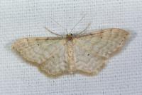 Idaea fuscovenosa