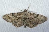 Peribatodes rhomboidaria rhomboidaria