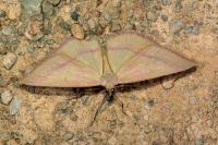 Rhodostrophia calabra