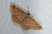Scopula rubiginata