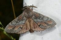 Dendrolimus pini pini
