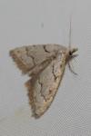 Nola thymula thymula